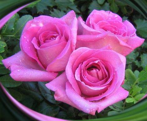 182577_447352018688435_713877649_n