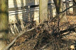 15maitaierepomi-1368624685