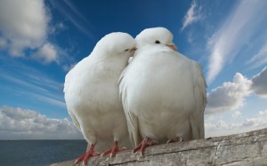 beautiful-white-doves-wide