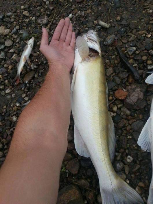 12027682_809593335830233_7579012655205107990_n