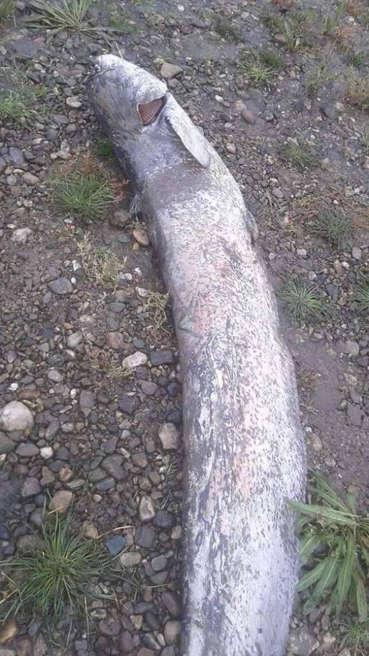 12047002_809593642496869_7201346624956315781_n