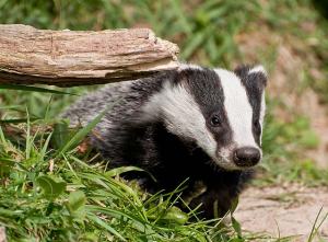 meles-meles-bursucul
