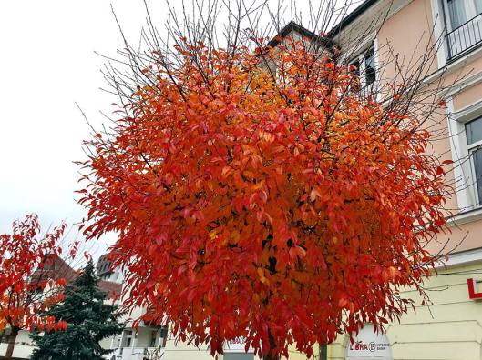 12246794_840091002775465_719169624528556725_n