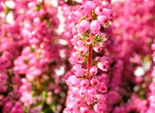 erica_0218_0470x0470x090_c0r1g0_f1_l61_w00_t5f119607.jpg