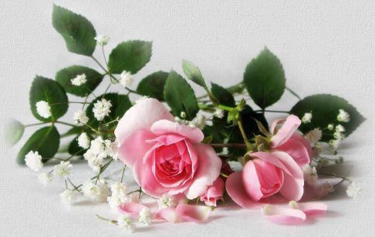 205503_447351422021828_637751654_n