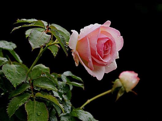 310274_447348032022167_445740403_n