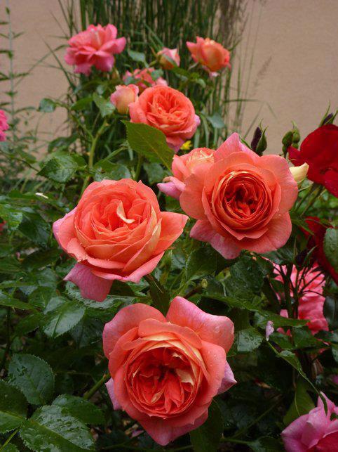 599346_447348508688786_2081854030_n