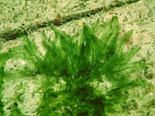 bryopsis-plumosa.jpg
