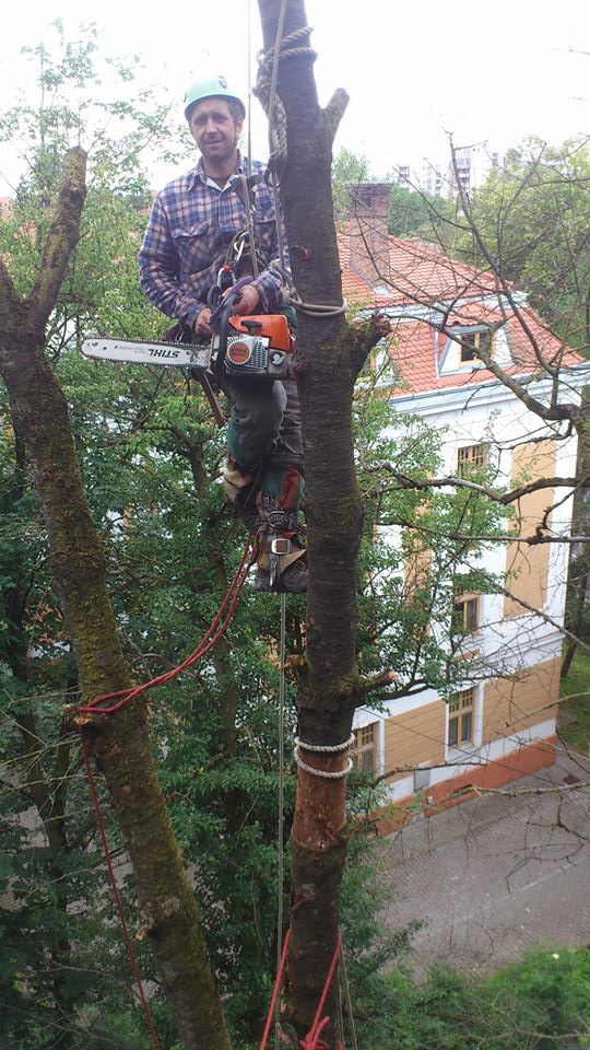 La tăiat de copaci periculosi.jpg