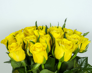 136008045321_Trandafiri_galbeni_Moonwalk_189.46_2ar